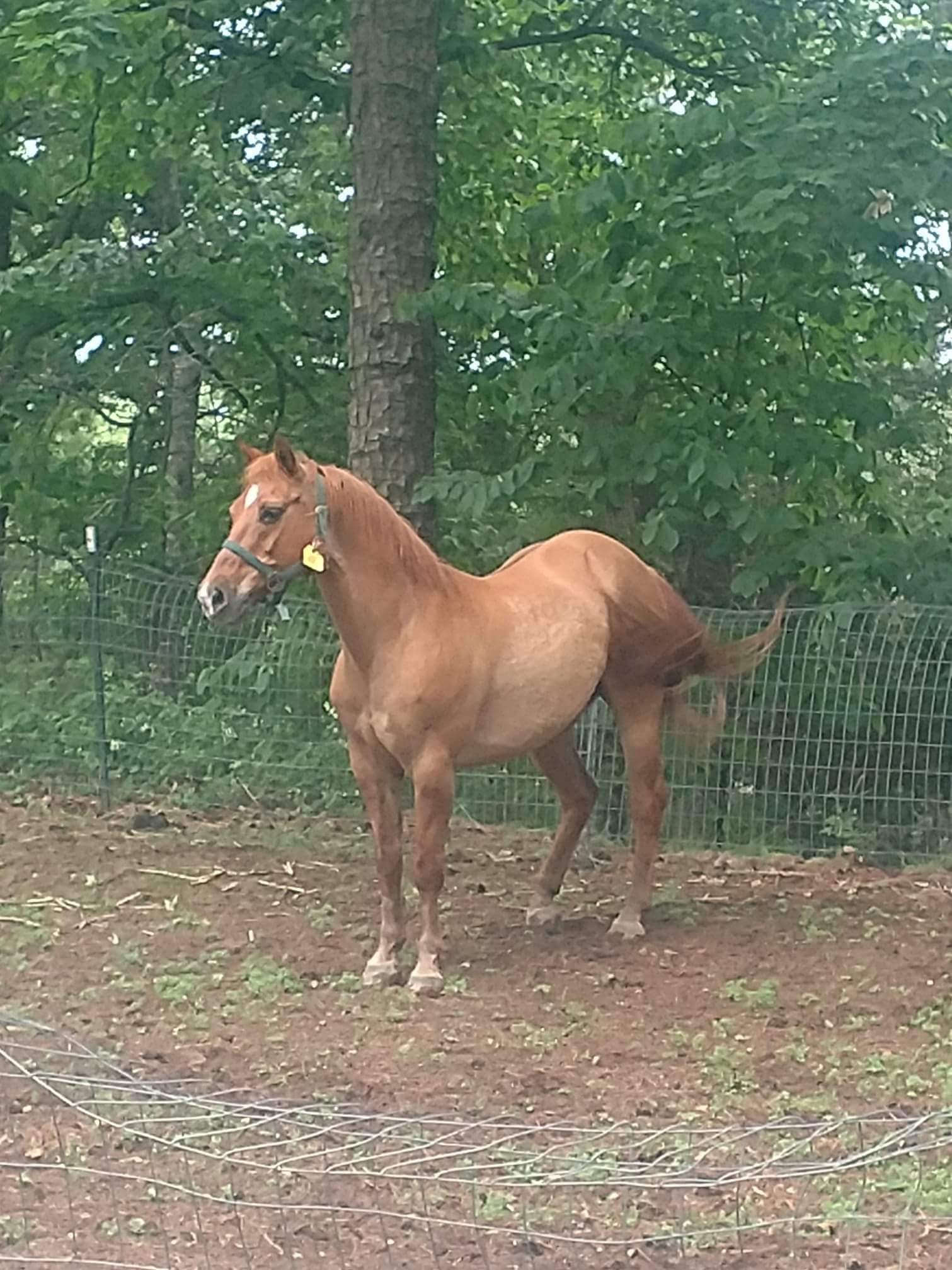 Toffee