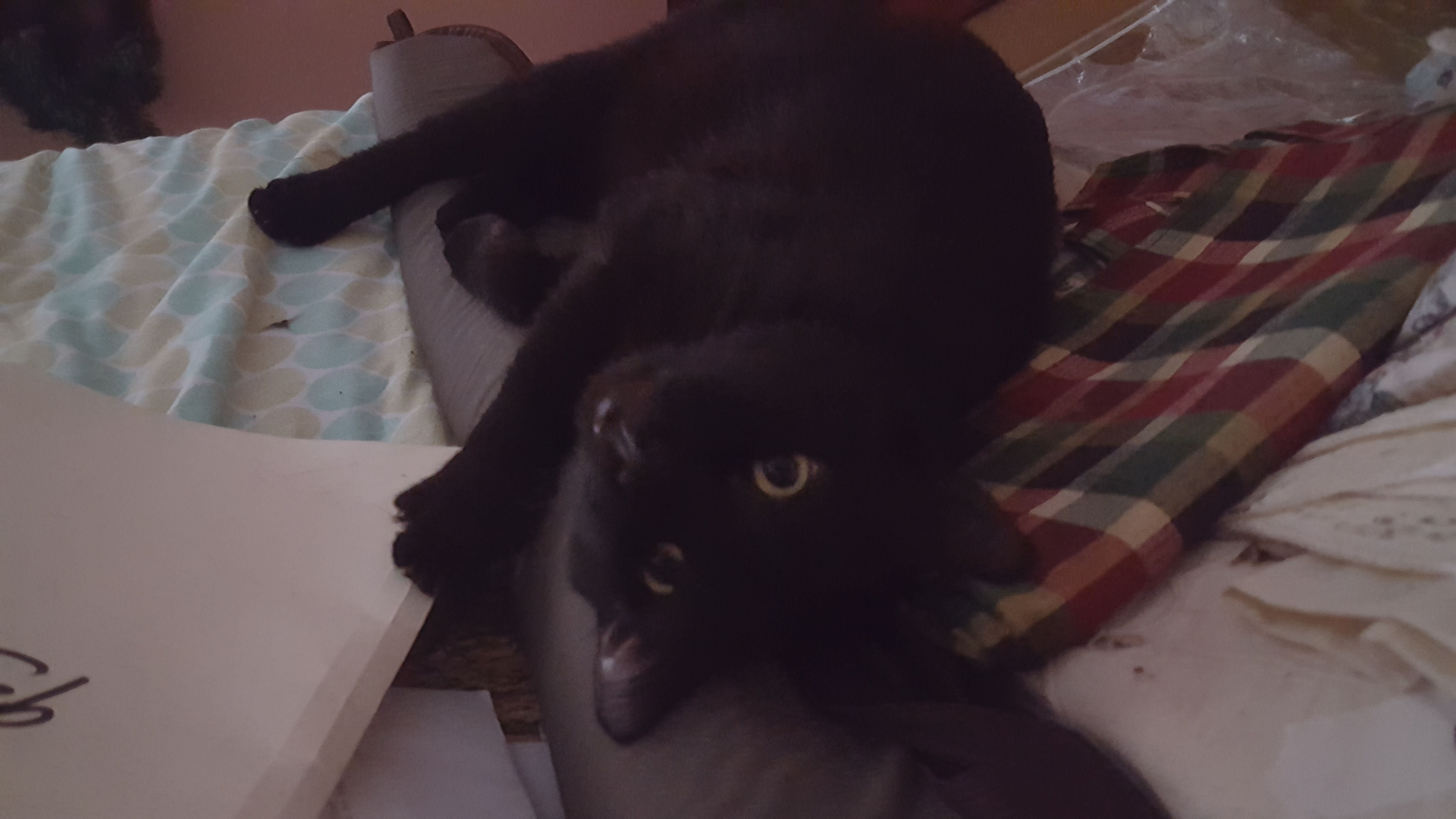 Nero exhausted from mouse hunting