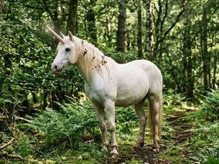 Unicorn in a forest