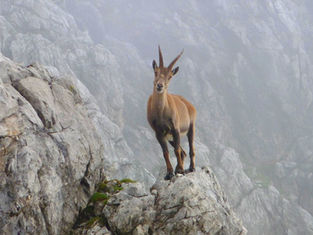 animal on a cliff