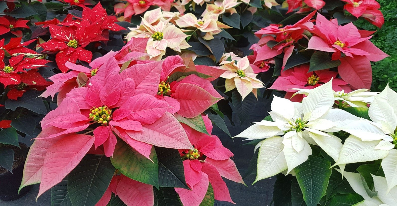 Poinsettia form Stlucas