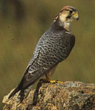(Lanner  falcon)  الوكري