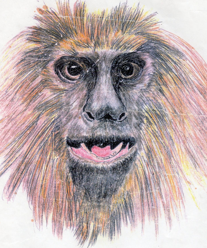 Pete - Art - Monkey (10000) small.jpg