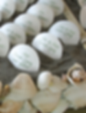 Calligraphy shells for place cards