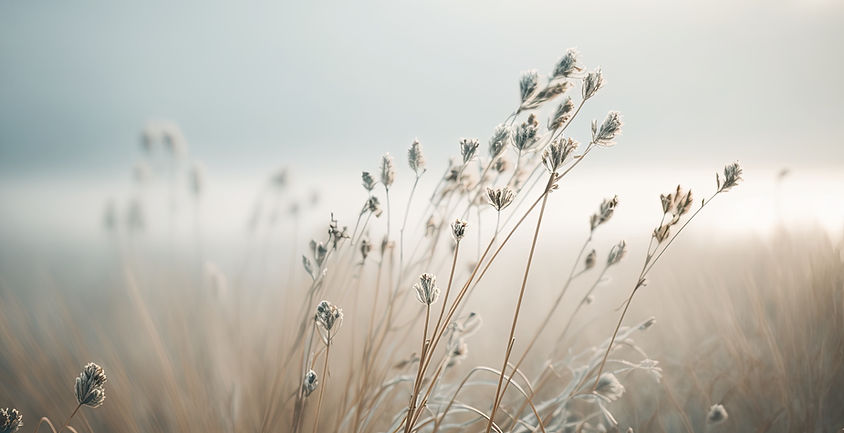 wildflowers