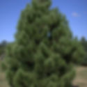 Red pine tree