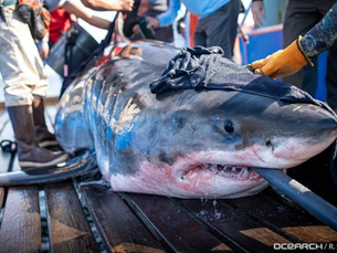The Deadliest Man-Eaters In History. Part V: The Summer of the Shark and the Beast That Terrified a Kingdom