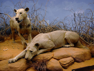 The Deadliest Man-Eaters In History. Part III: The Leopard That Haunted a Nation and the Lions That Stopped an Empire