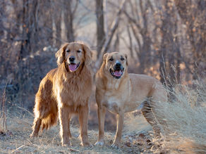 Portraits of two Wiggly Dogs