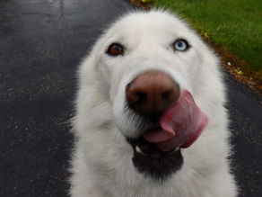 The Life of a Pet Sitter and Dog Walker