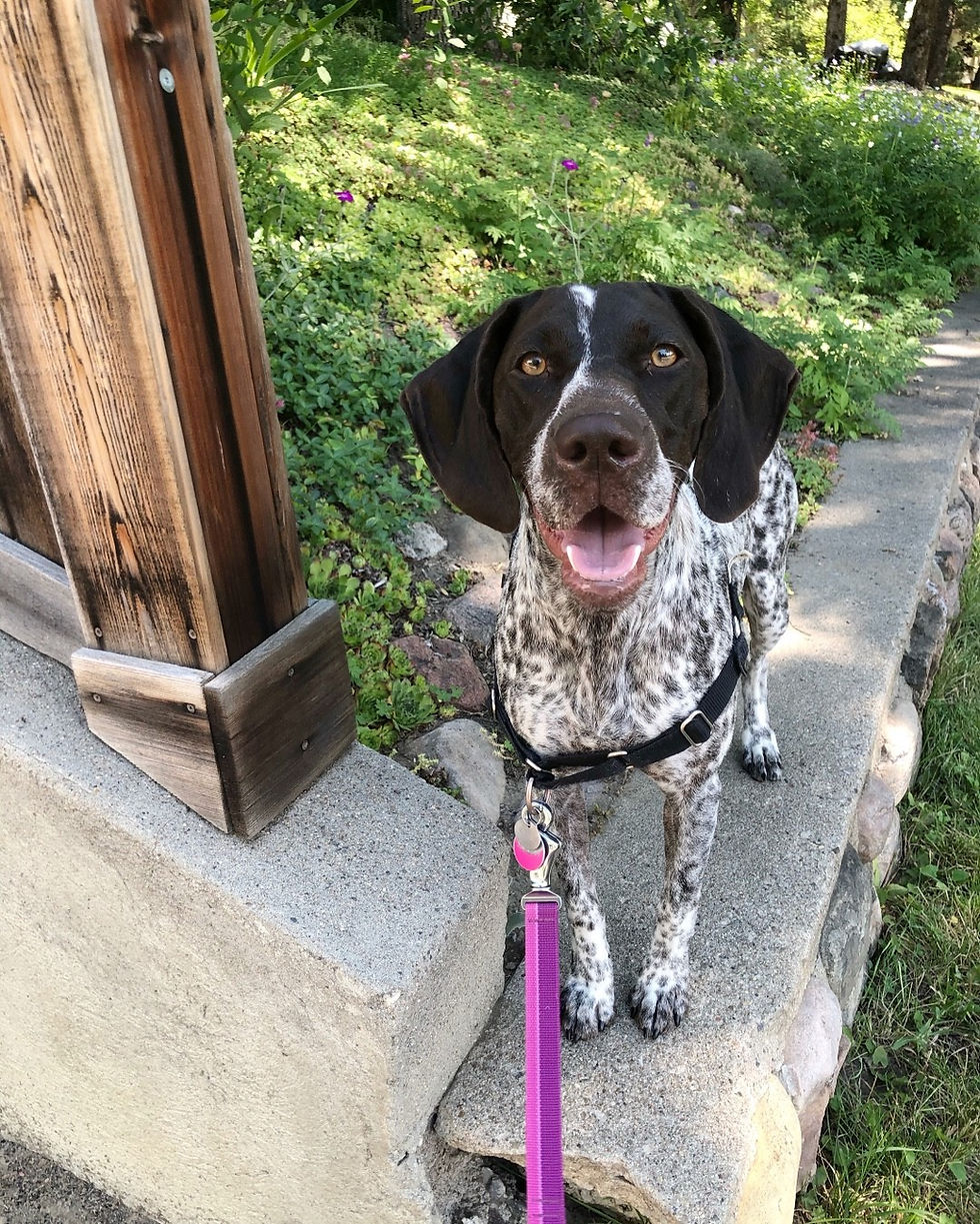 Spotted dog with pink leash, wearing an easy walk harness standing on a stone path, tongue out, in a lush green garden with wooden fence and flowers. Happy expression.