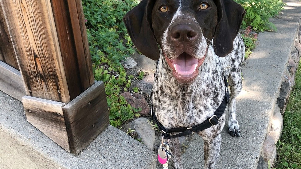 Spotted dog with pink leash, wearing an easy walk harness standing on a stone path, tongue out, in a lush green garden with wooden fence and flowers. Happy expression.