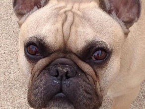 Dog Safety in Hot Weather from the Experts at Lethbridge Dog Walking