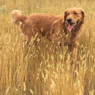 Dog walks, cat care, pet care