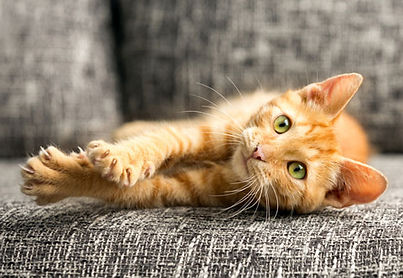 vet Plano, TX