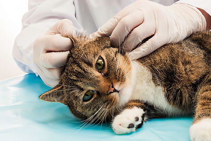 vet clinic Carmel Valley