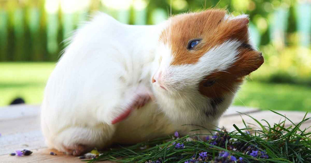 How Do Guinea Pigs Get Mites
