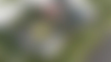 THE COURTYARD HOUSE / TRIPLEX - REVIT - FALL 2021