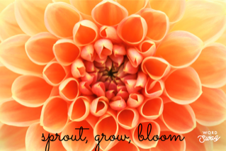 Before The Bloom