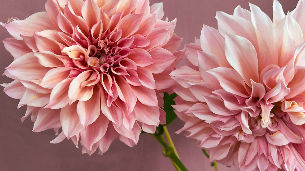 Bild på rosa blommor