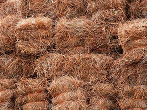 Pine Straw Provides Inexpensive Mulching Option