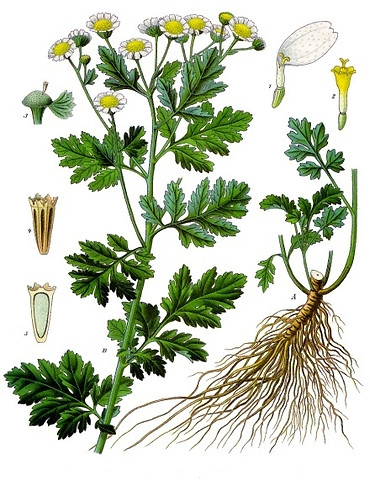 Tanacetum_parthenium_-_Köhler–s_Medizinal-Pflanzen-036.jpg