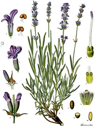 Lavandula angustifolia — Lavender_edited