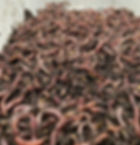 lombrics composteur pour votre jardin potager