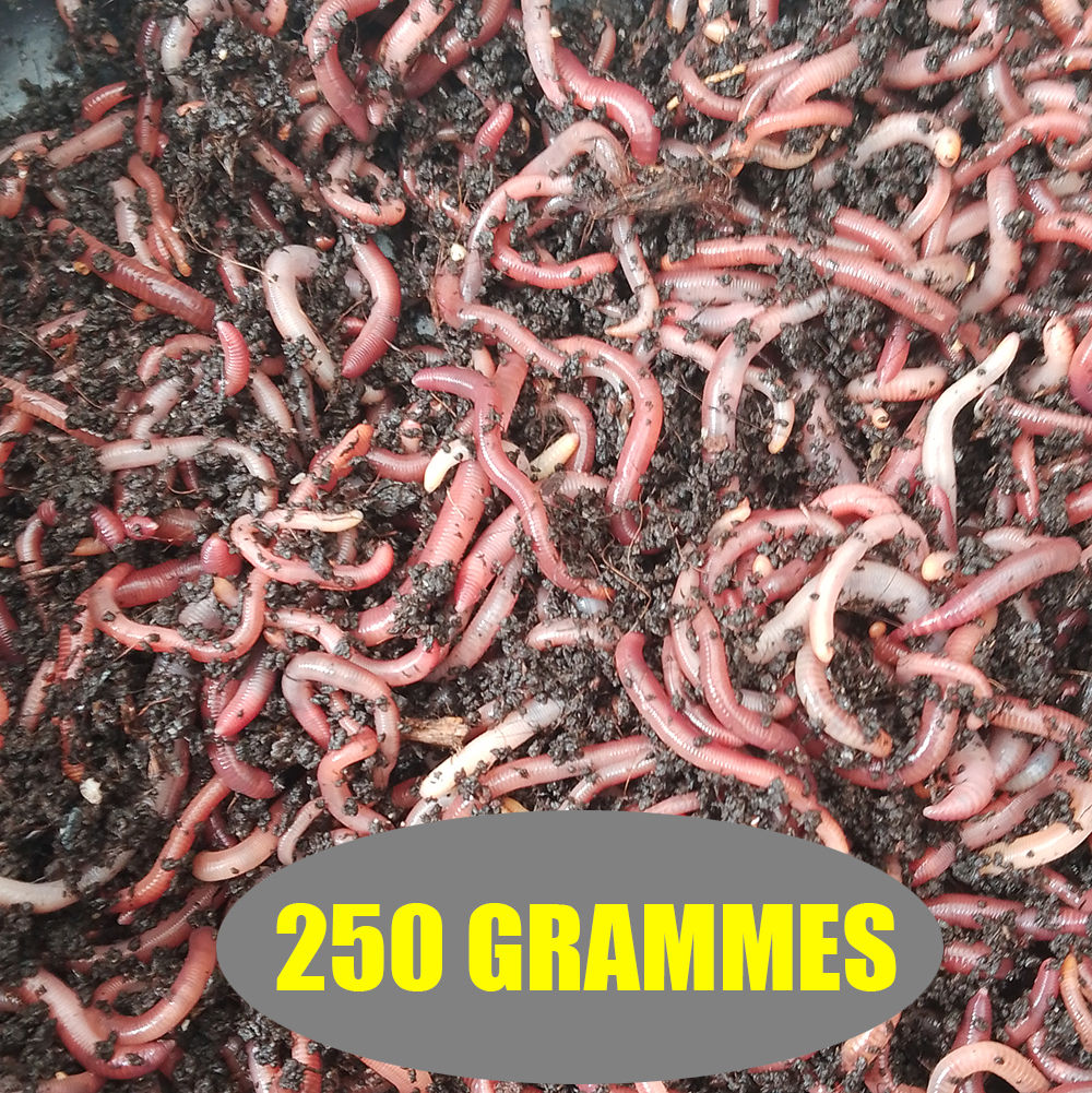 Petits vers 250 grammes ( environ 900 pièces )