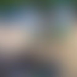 Mutirão mobiliza comunidade da Ilha Grande em ação ambiental na Praia da Longa