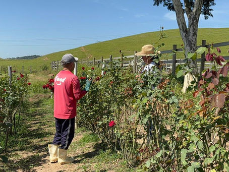 Dia do Trabalhador Rural: Governo do Estado destaca avanços no campo e valorização dos produtores fluminenses