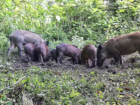 Javalis avançam no Parque Nacional do Itatiaia e acendem alerta ambiental na Serra da Mantiqueira