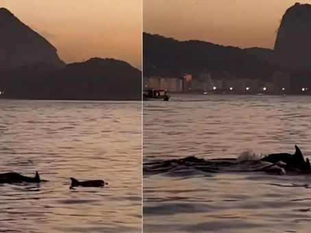 Golfinhos dão show no Arpoador e indicam melhora ambiental no litoral do Rio