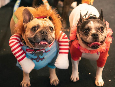 “CarnavAU” promete tarde de folia para pets em Volta Redonda neste sábado (21)