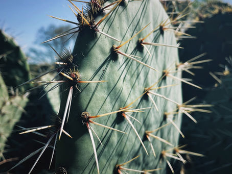 The human cactus.