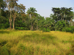Guinea Part I - Truck problems, the warmest welcome and horror hotels