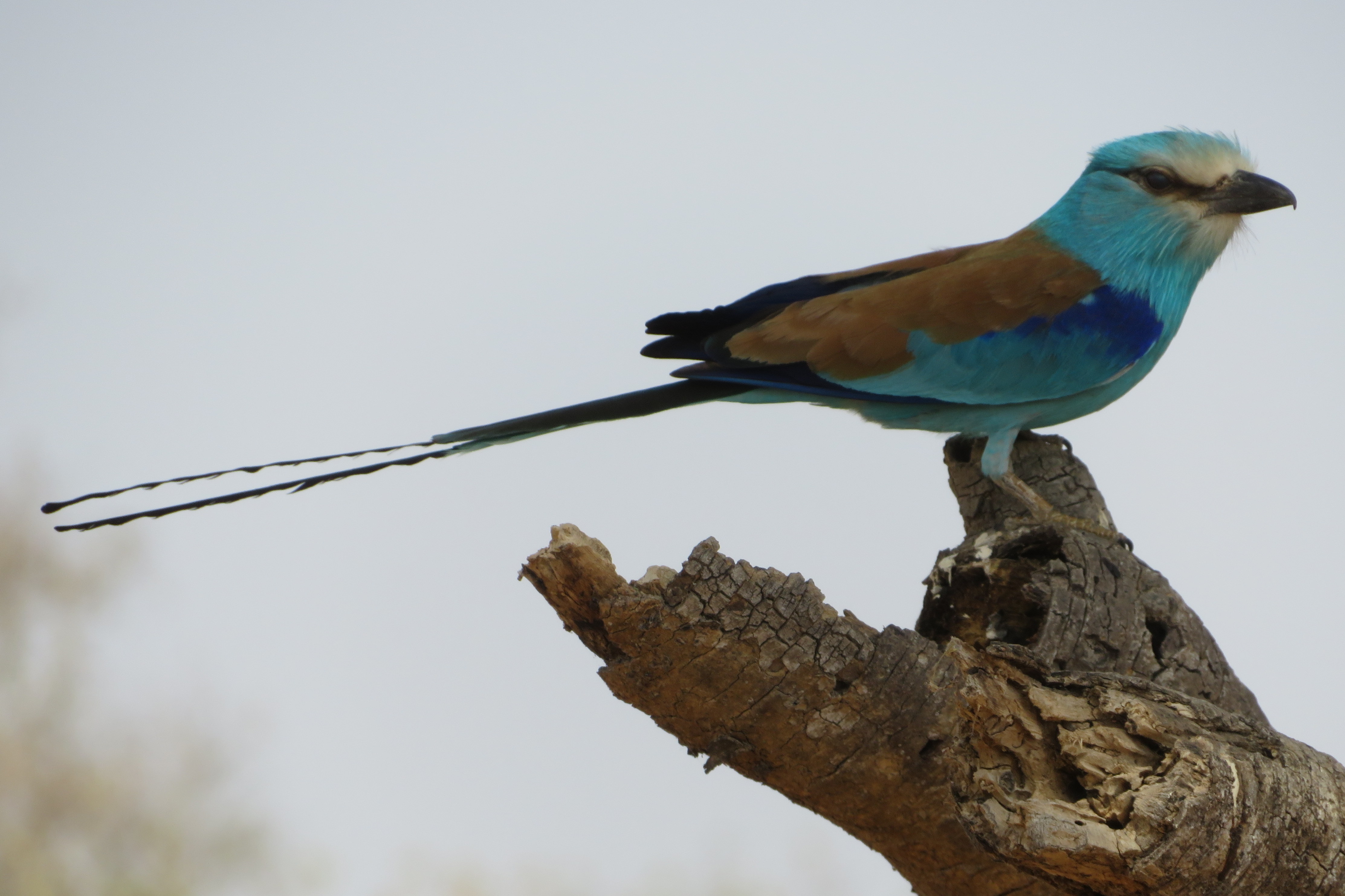 Benin Part I: A Safari to Remember