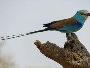 Benin Part I: A Safari to Remember