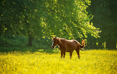 iStock-summer horse.jpg