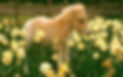Foal and daffs sml mar 24.jpg