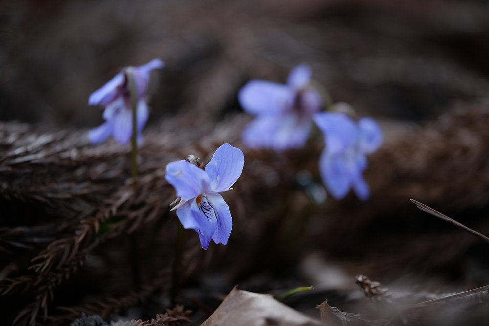菫 スミレ（菫）