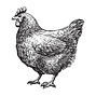 chicken-sketch-vector-farm-eggs-white-background-illustration-120824656.jpg