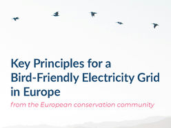 'Key Principles for a Bird-Friendly Electricity Grid in Europe’ from the European conservation community