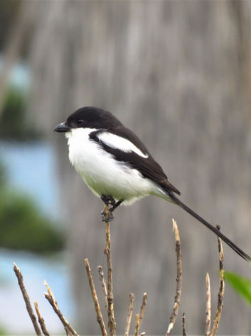 Tropical Boubou - Koru (Oct 2020).jpg