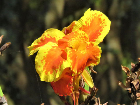 IMG_7631 (2).JPG.jpg