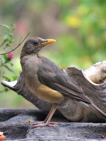 Olive thrush - Koru.jpg
