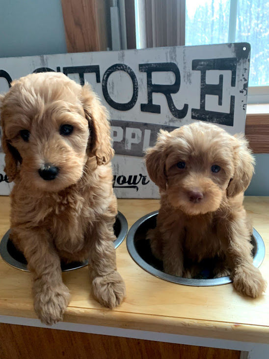 So You're Bringing Home a Puppy?