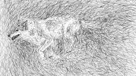 Lobo
