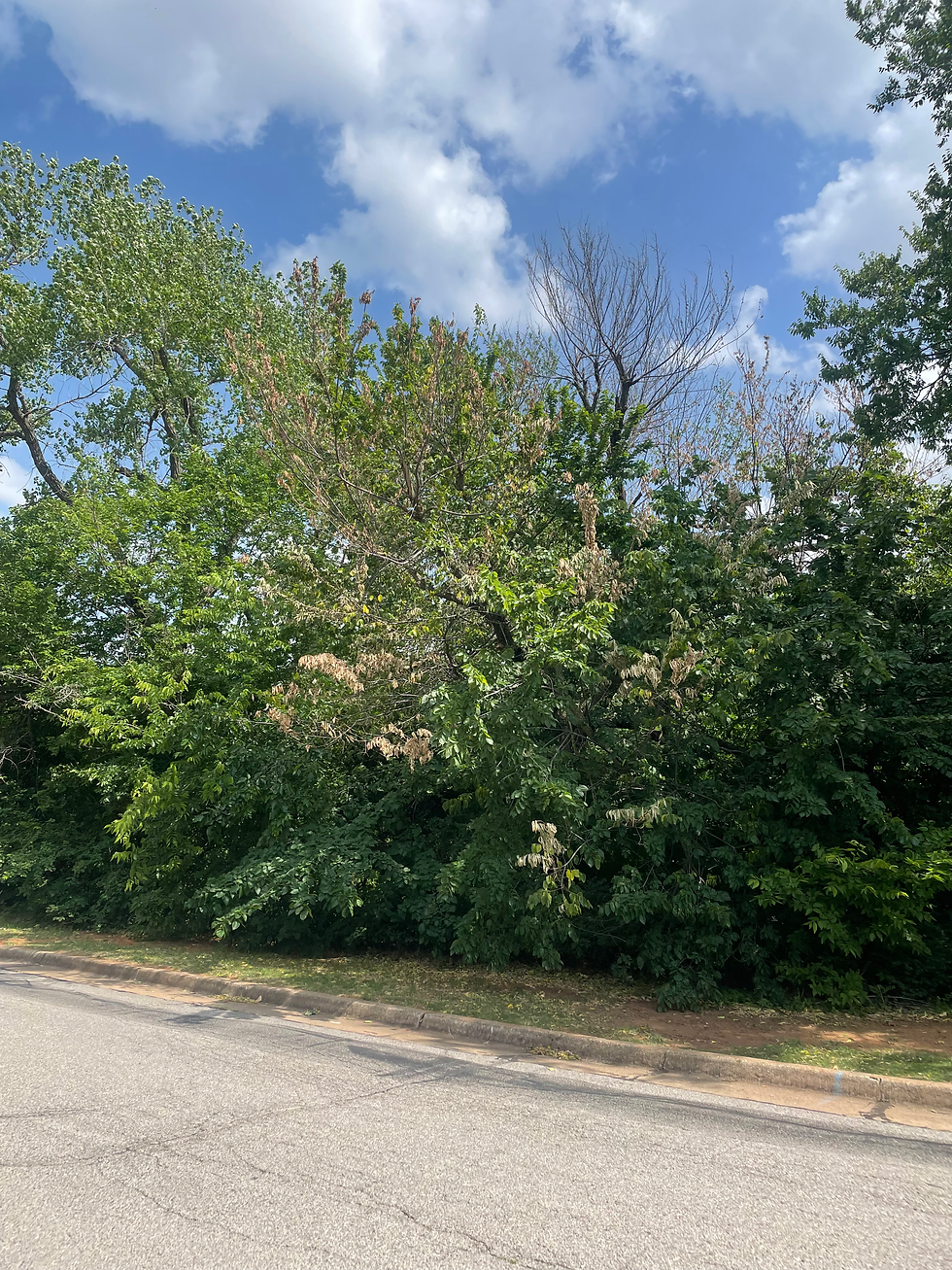 Dutch Elm Disease