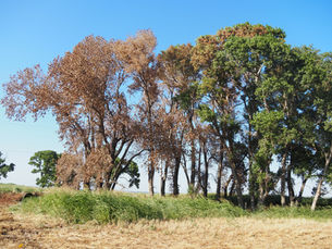 Herbicide Damage to Trees: Why Tree Appraisals Are More Critical Than Ever